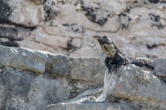 Messico 2015 | Quintana Roo | Tulum